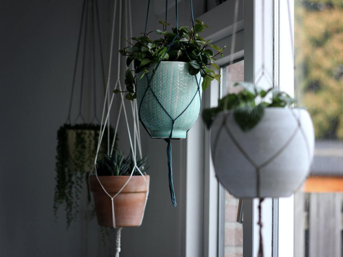 Best Indoor Hanging Plants